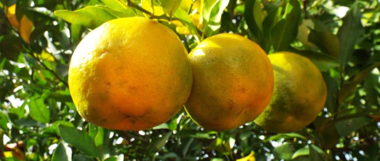 BERGAMOTTO